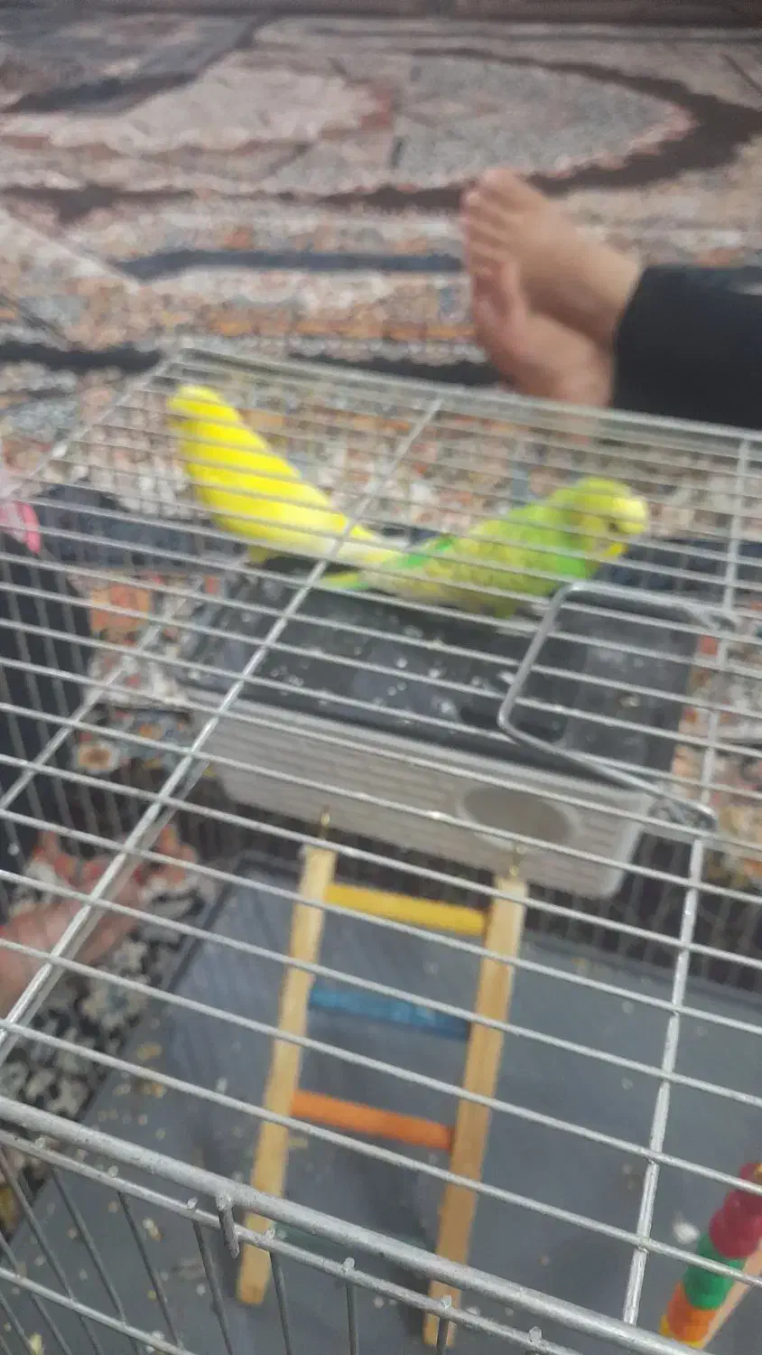 مرغ عشق زیبا|پرنده|صحنه, |دیوار