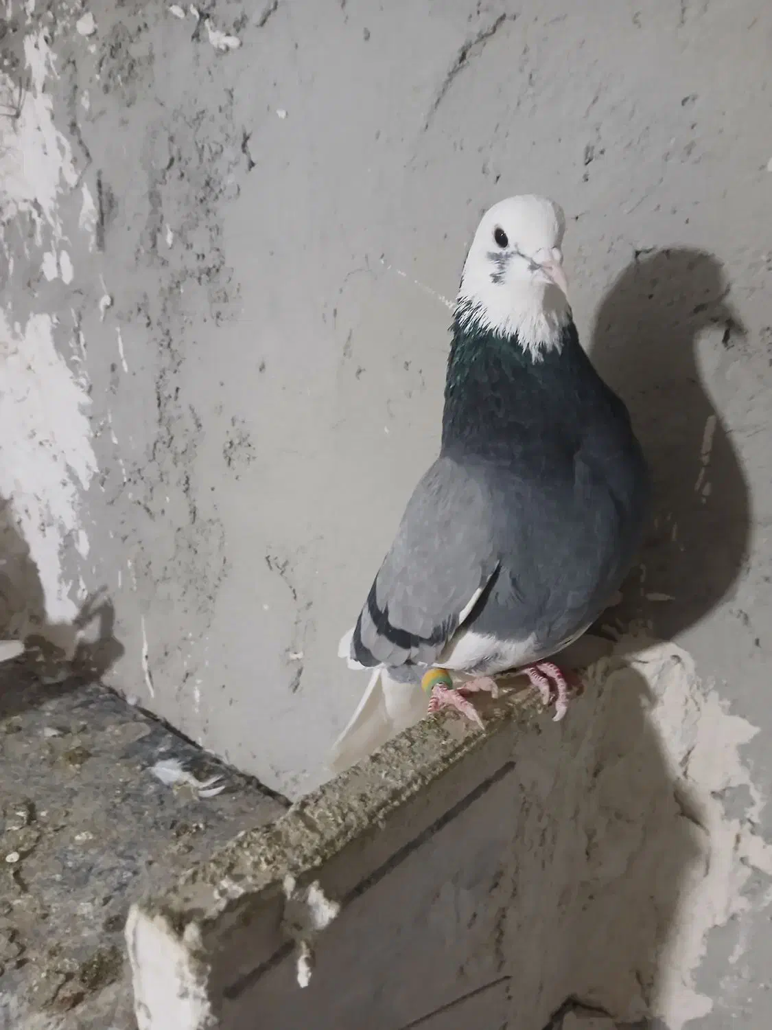 فروش کبوتر همه پرشی|پرنده|سراب, |دیوار