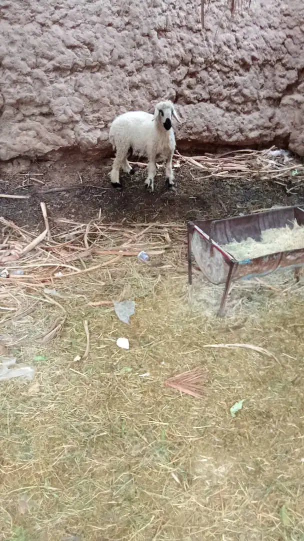 سه میش نری خورده اند و یک میش و بره ب فروش میرسد|حیوانات مزرعه|فهرج, |دیوار