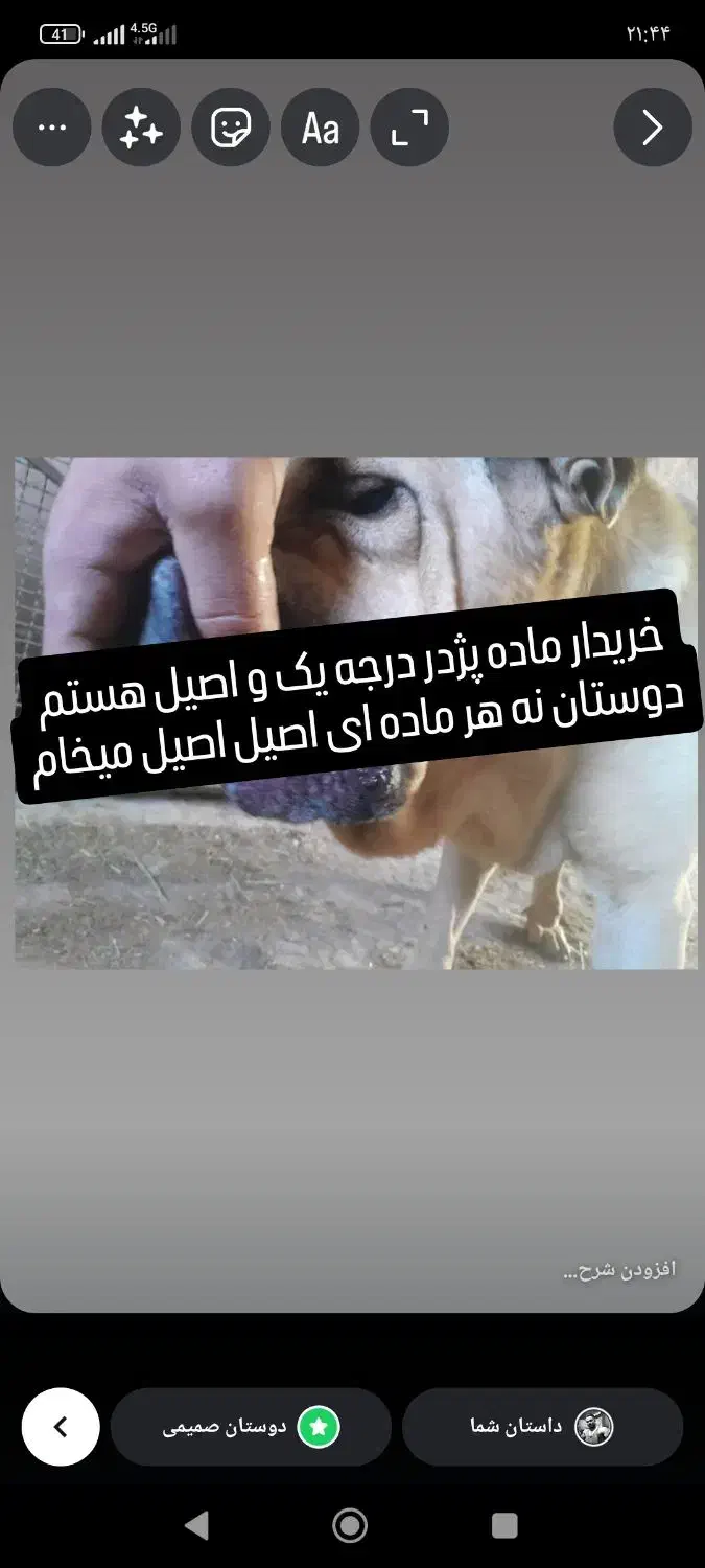 ماده پژدر|سگ|روانسر, |دیوار