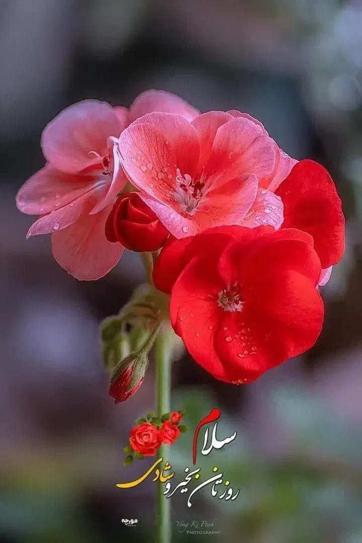 نظافت چی آقا 31|خدمات نظافت|گرگان, |دیوار