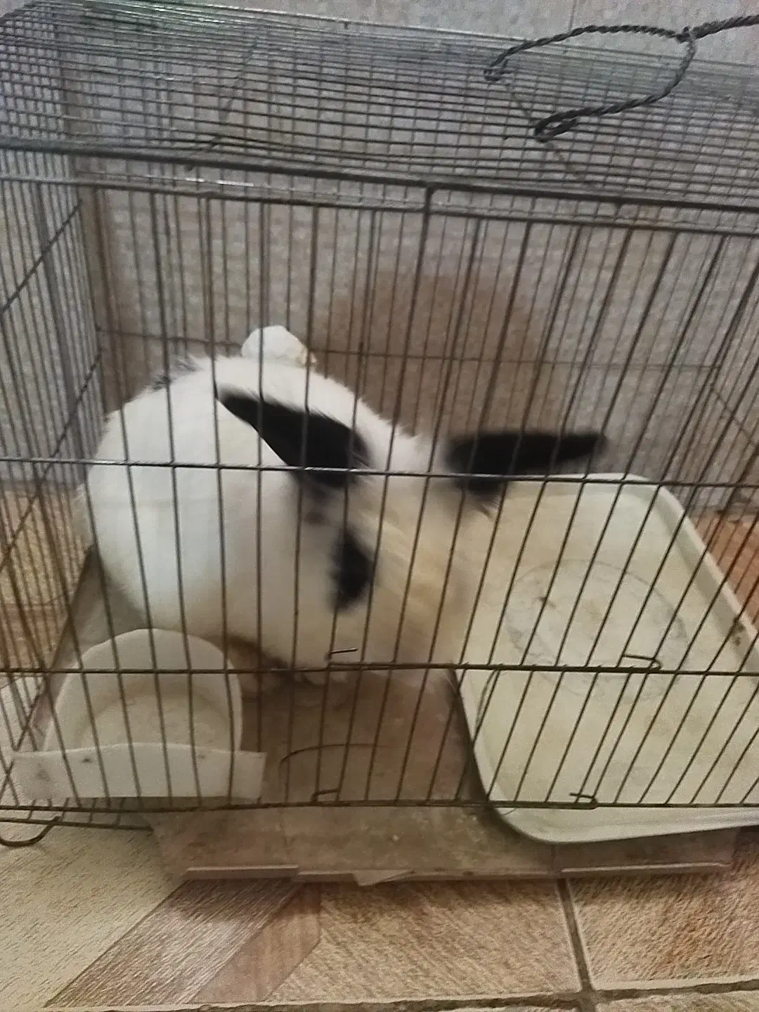 خرگوش لوپ|موش و خرگوش|اسلام‌شهر, مطهری|دیوار