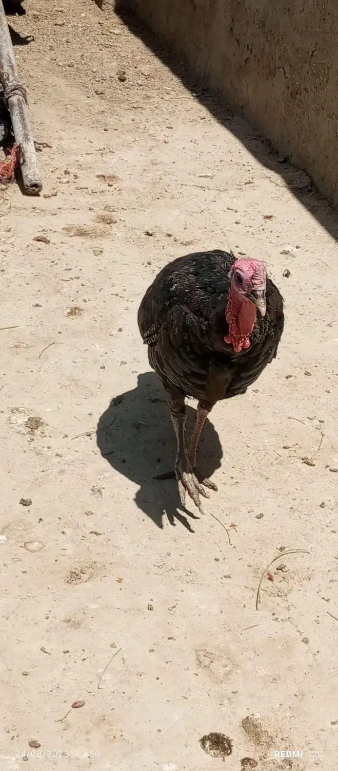 بوقلمون|حیوانات مزرعه|بروجرد, |دیوار