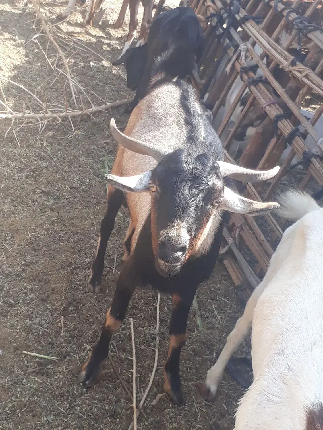 نری|حیوانات مزرعه|فین, |دیوار