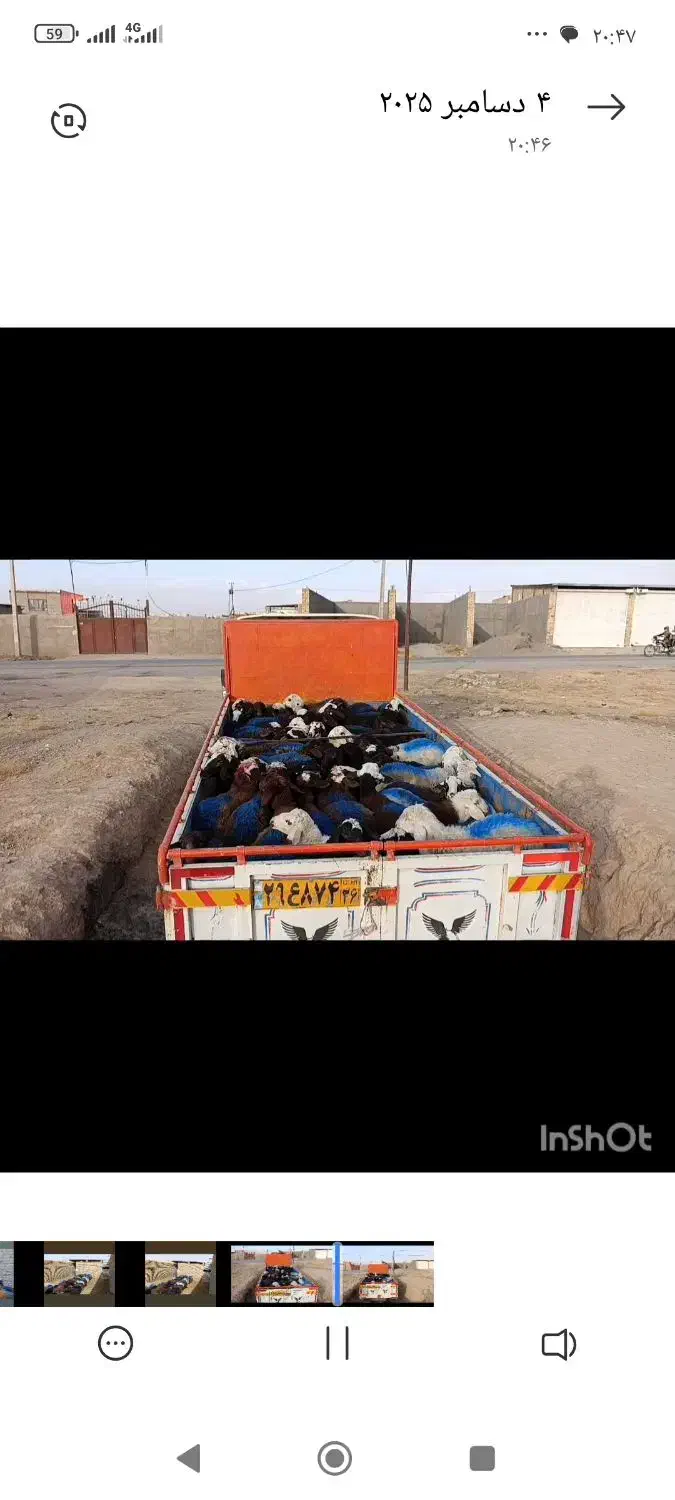 بره نر افشار و بروجردی برای داشتی|حیوانات مزرعه|کلات (خراسان), |دیوار