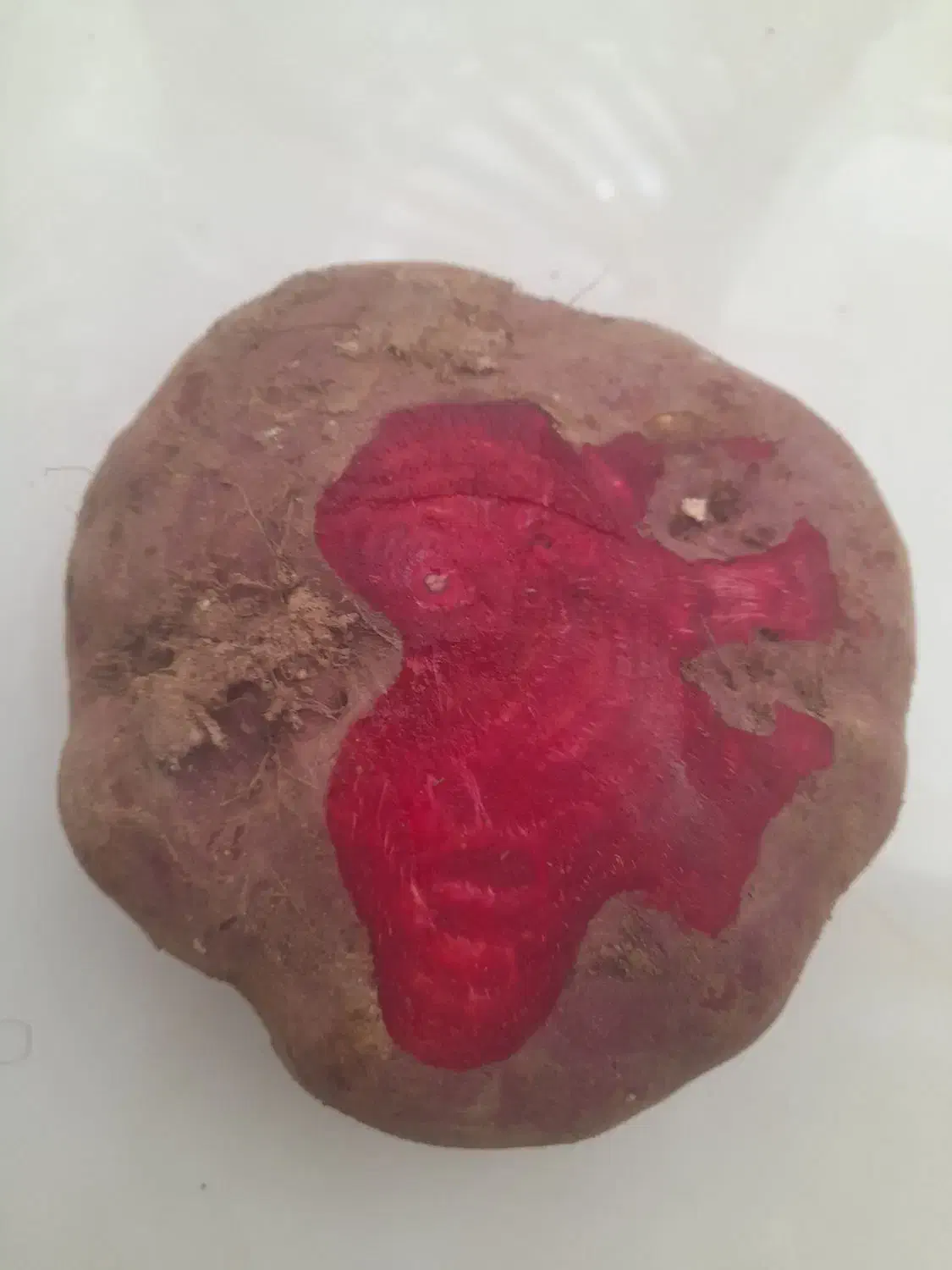 چغندر دامی|لوازم جانبی حیوانات|دشتابی, |دیوار