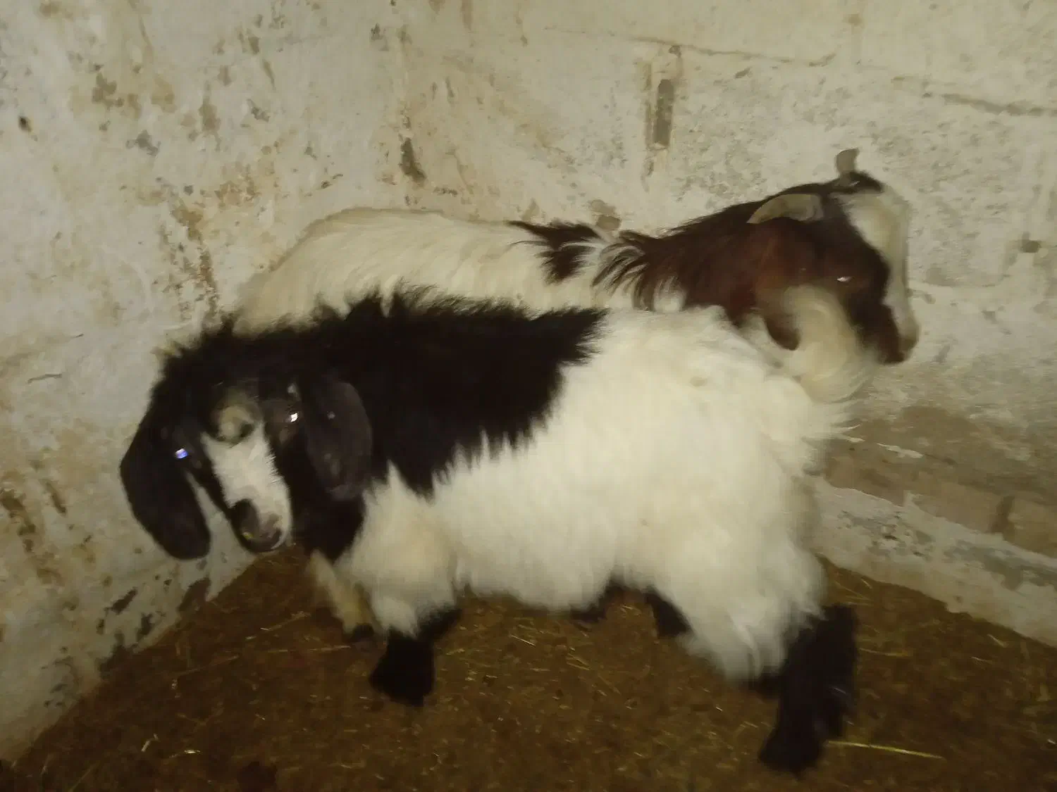 دوتابزغاله نر گوشتی|حیوانات مزرعه|میاندوآب, |دیوار