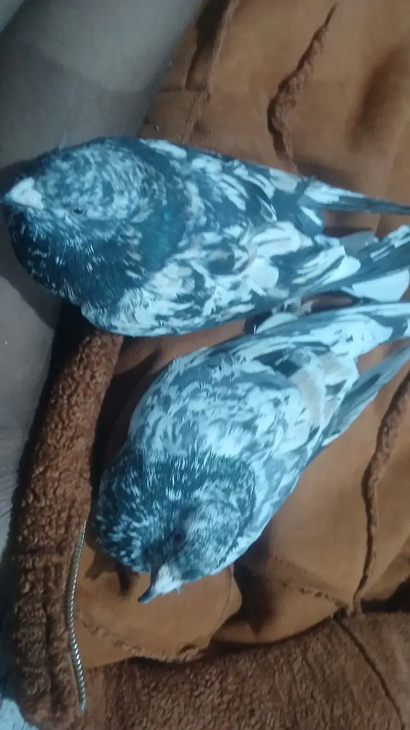 کبوتر سرور خوشگل|پرنده|لار, |دیوار