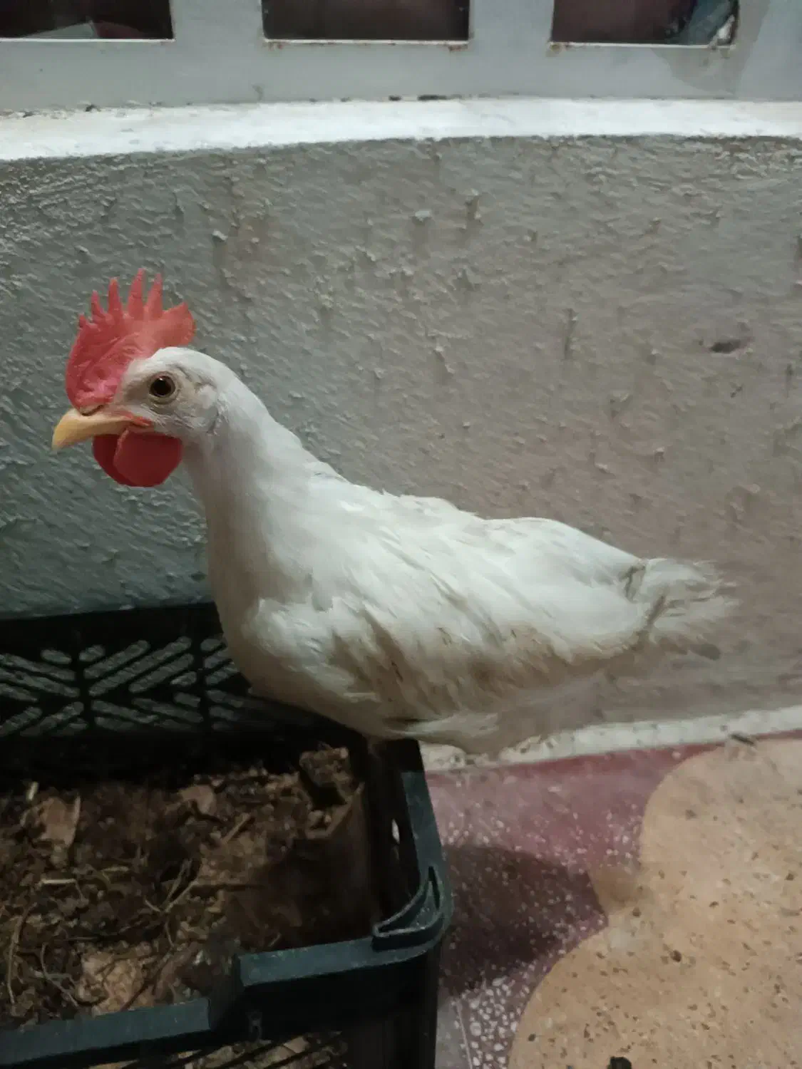 جوجه خروس خانگی|حیوانات مزرعه|شیراز, نارنجستان|دیوار