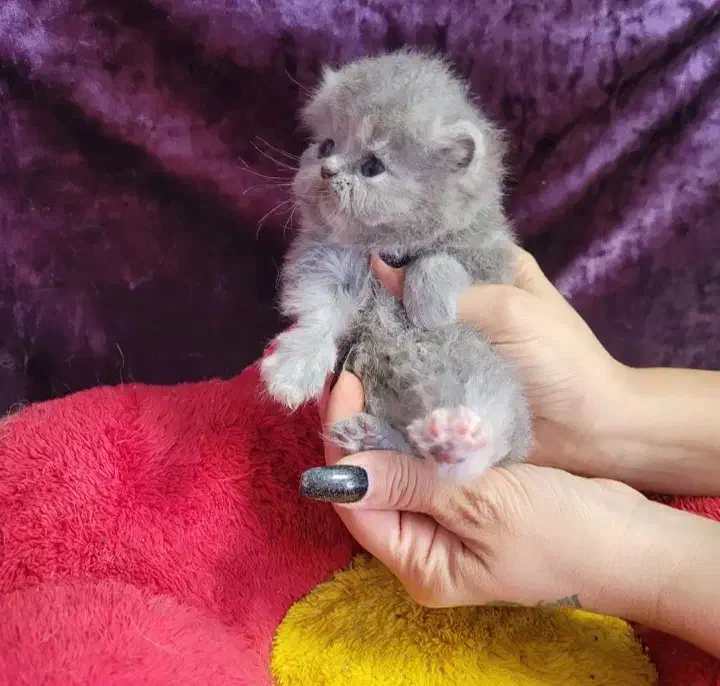 توله گربه نژاد اصیل|گربه|اراک, |دیوار