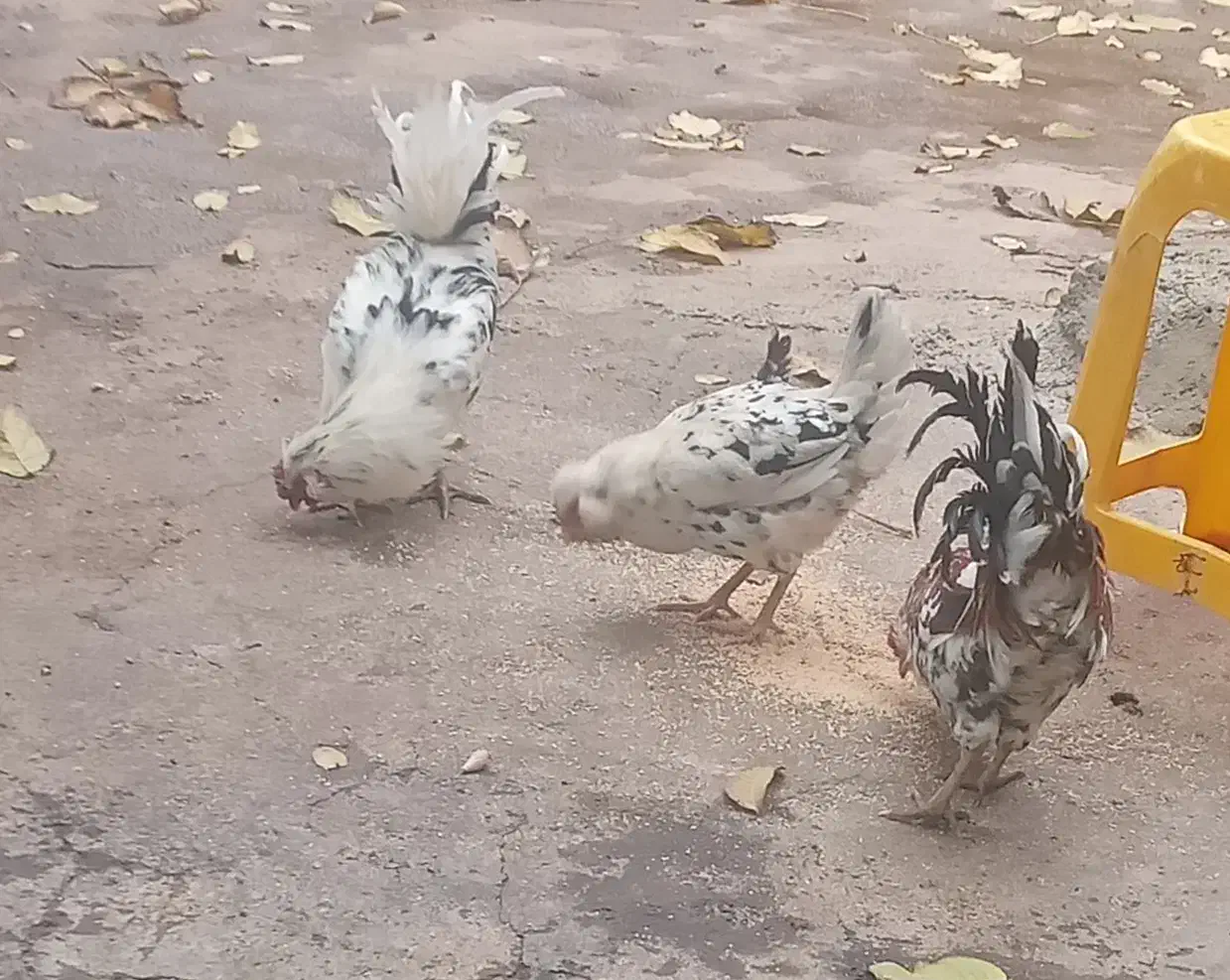 ۳عدد چهل پوپ۲خروس ومرغ تخم گزار گلین اصل|حیوانات مزرعه|پیر سلیمان, |دیوار