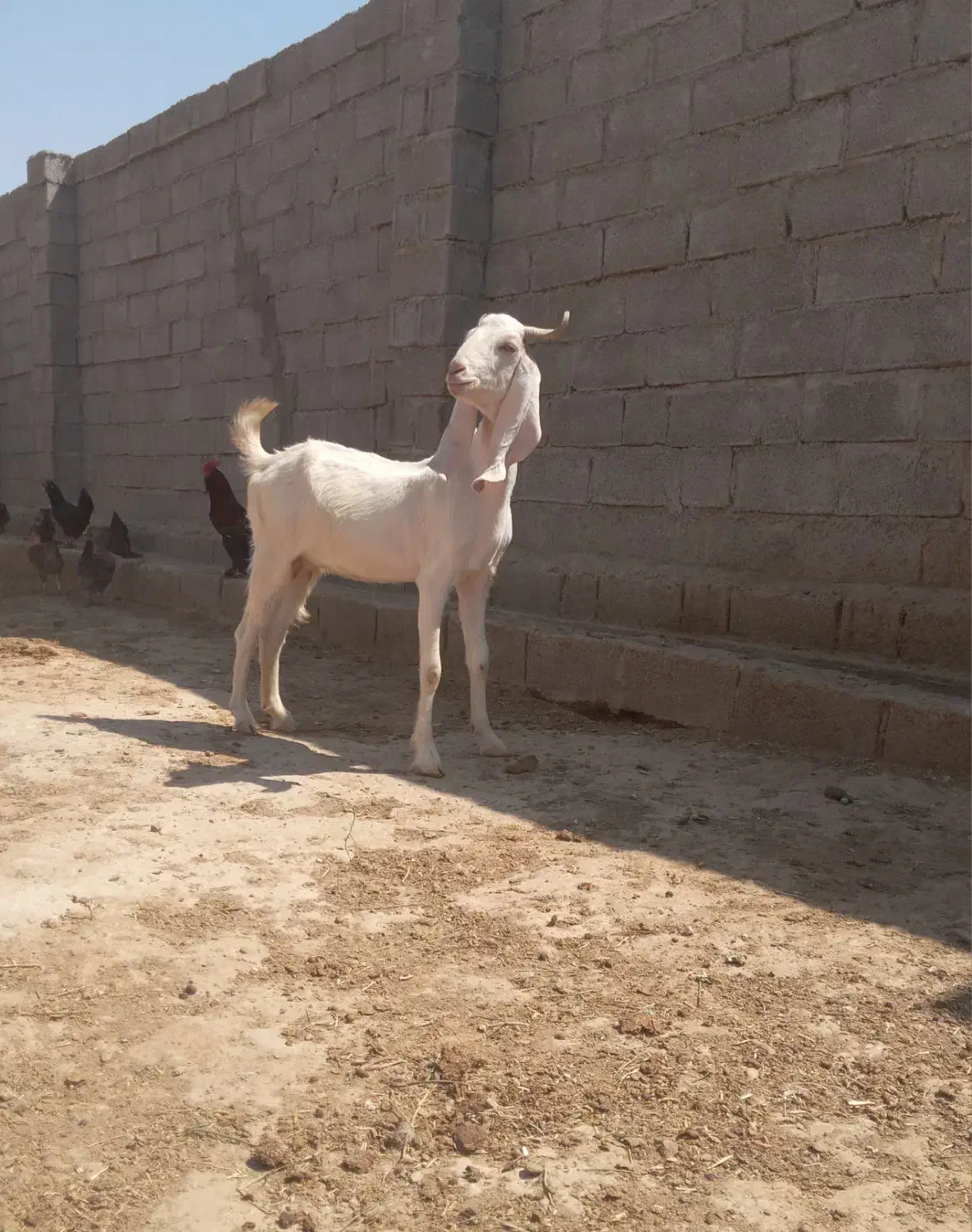 فروش بز|حیوانات مزرعه|بندر ماهشهر, |دیوار