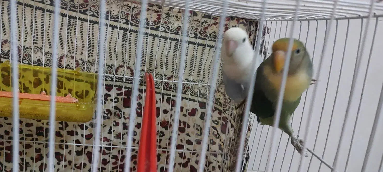 موقعیت پاکدشت|پرنده|پاکدشت, پاکدشت (مامازند)|دیوار