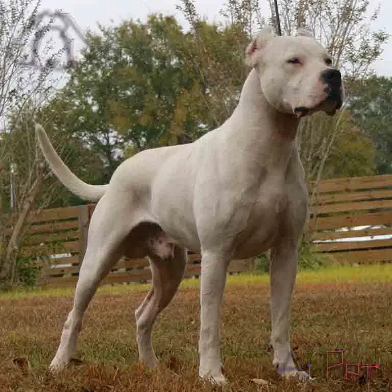 داگو آرژانتین|سگ|گرگان, |دیوار