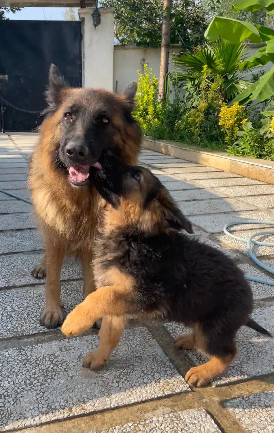 فروش تولههای ژرمن شپرد اصیل|سگ|تهران, شهرک آزمایش|دیوار