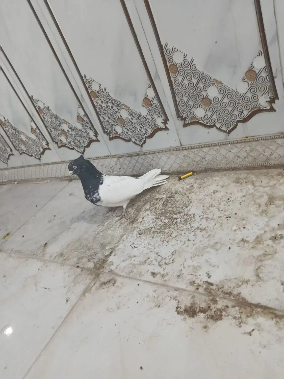 کله اهوازی 40 سانتی عتیقه|پرنده|اهواز, فتح|دیوار