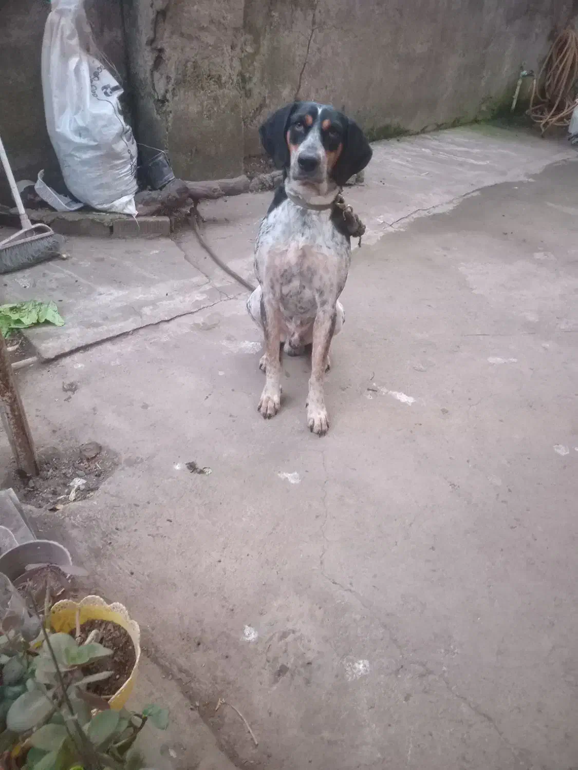 سلام.سگ شکاری نر18ماهه|سگ|لنگرود, |دیوار