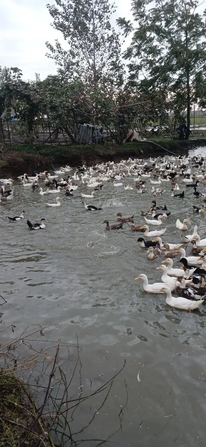 اردک|حیوانات مزرعه|آستارا, |دیوار