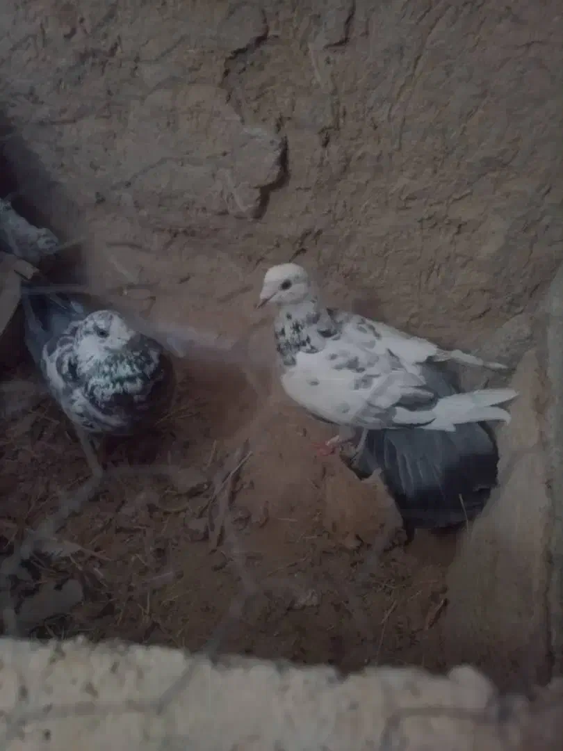 کفتر|پرنده|هیرمند, |دیوار