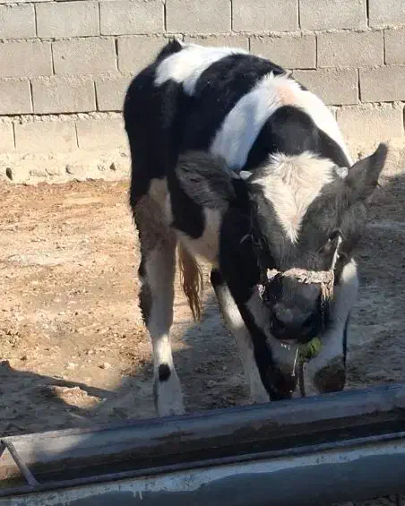 گوساله ۵ ماه .وزن گوساله تقریبا دویست پنجا کیلو|حیوانات مزرعه|اندیمشک, |دیوار