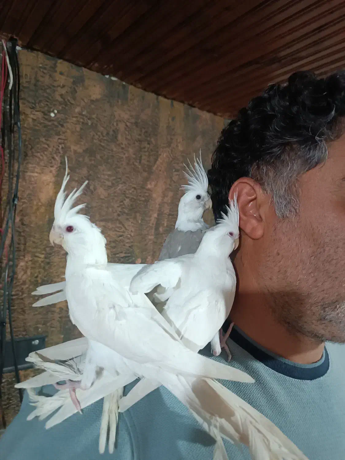 عروس هلندی|پرنده|تالش, جوکندان|دیوار