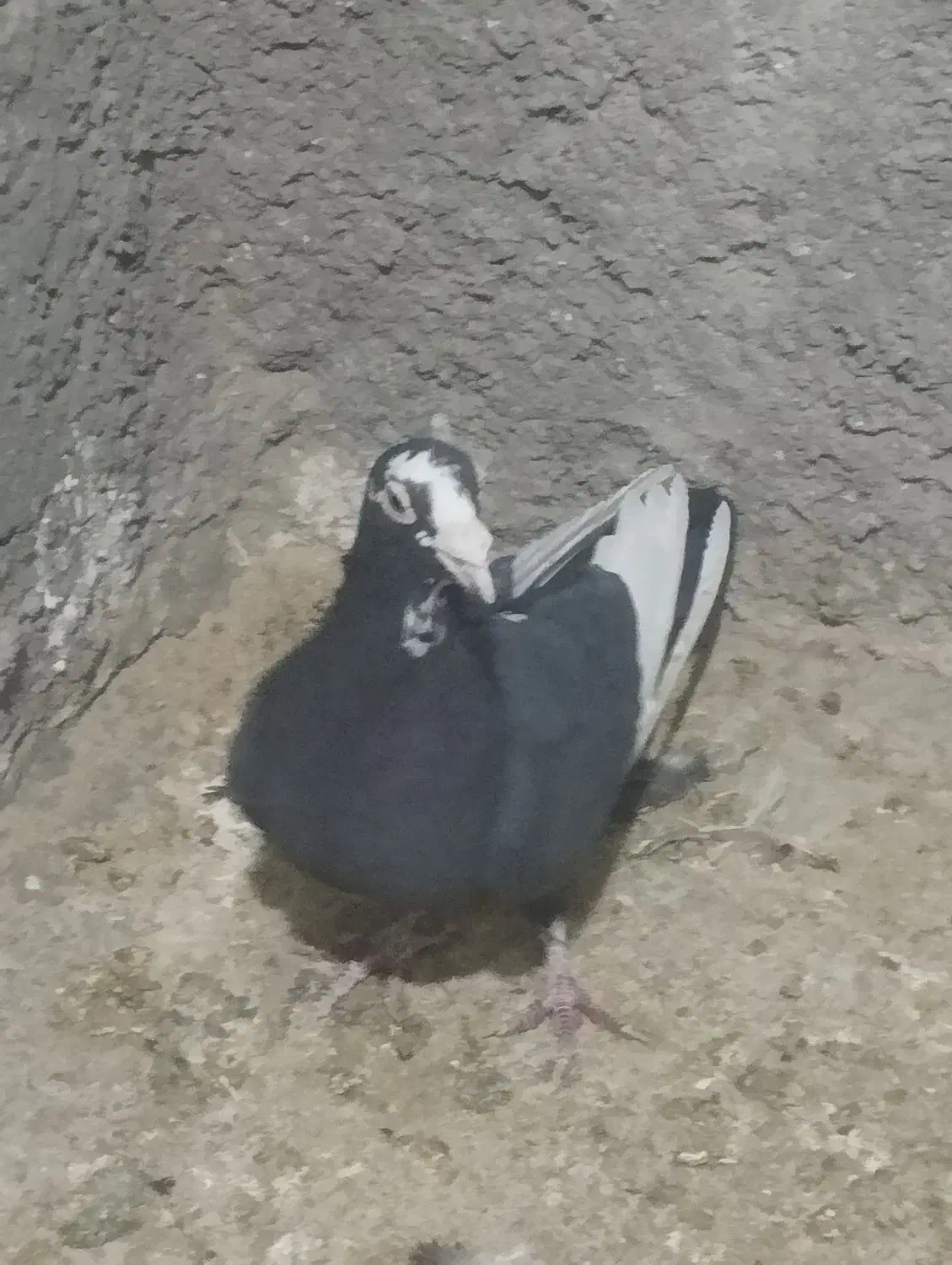 کبوتر|پرنده|کرمان, |دیوار