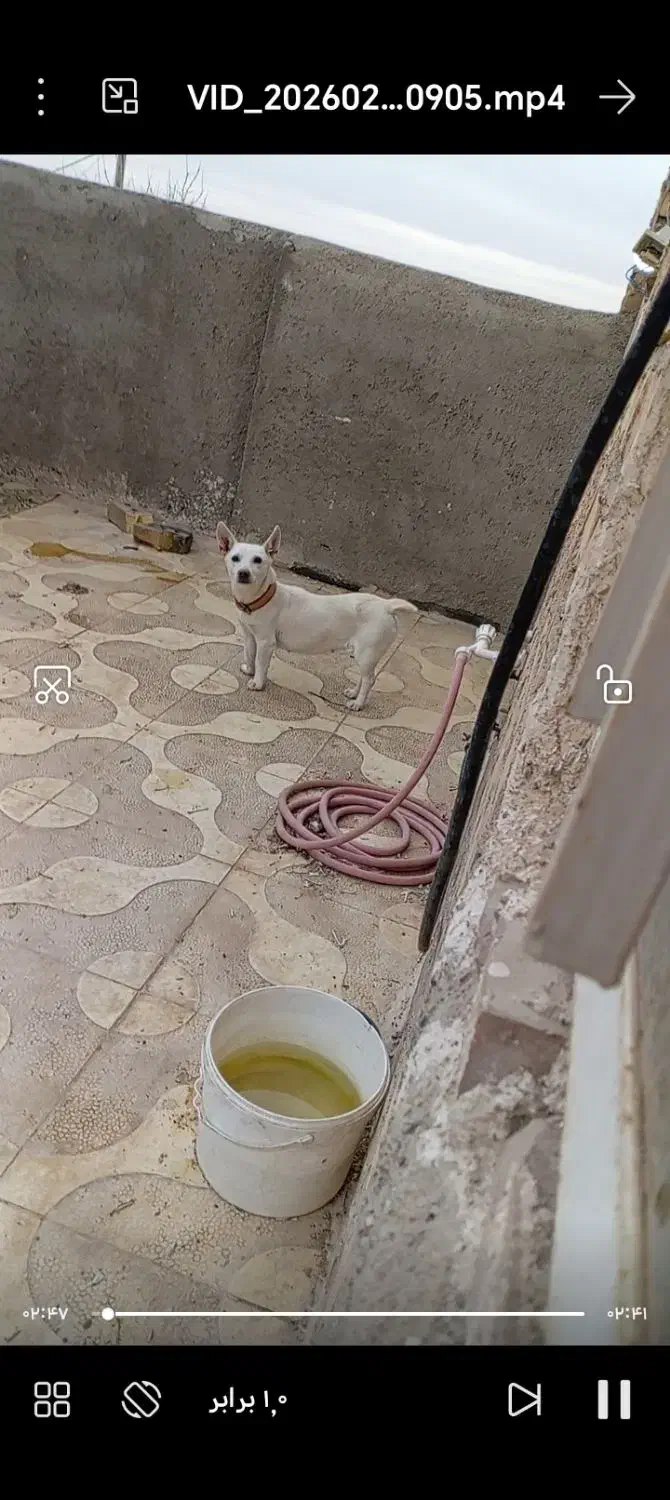 سگ گوش تیز|سگ|نیشابور, ده حلاج|دیوار