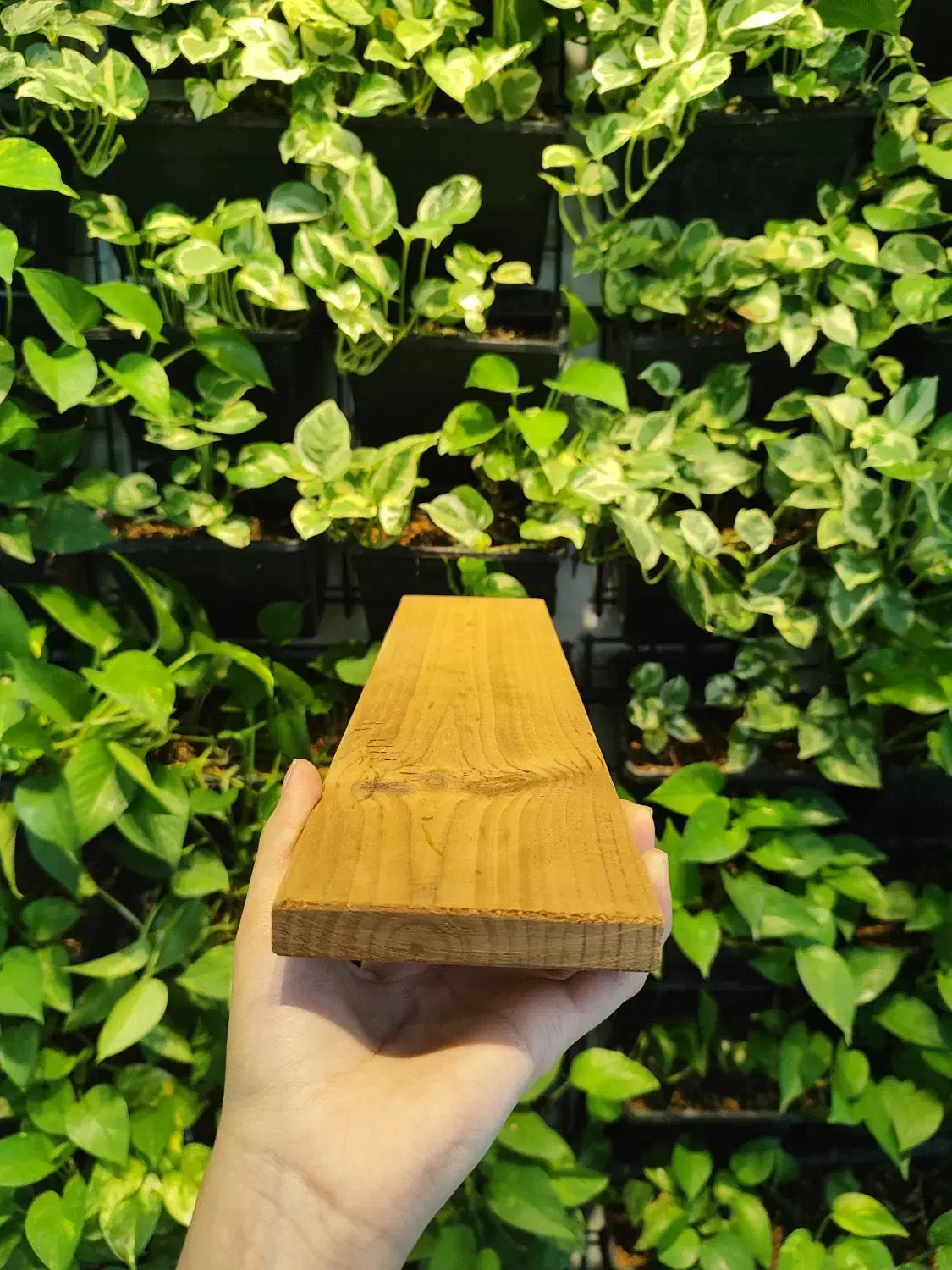 چوب ترمو روس|عمدهفروشی|اصفهان, تخت فولاد|دیوار