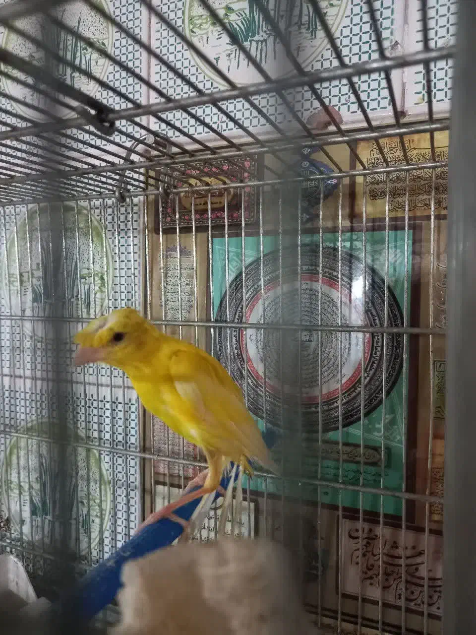 قناری قفس 60و 50 و...|پرنده|مشهد, فاطمیه|دیوار