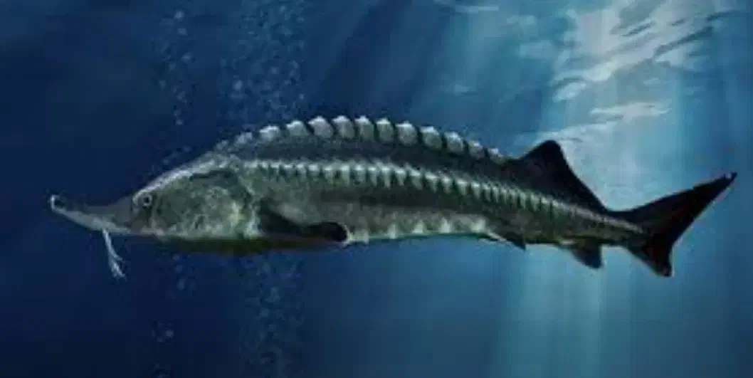 ماهی خاویاری|ماهی|لولمان, |دیوار