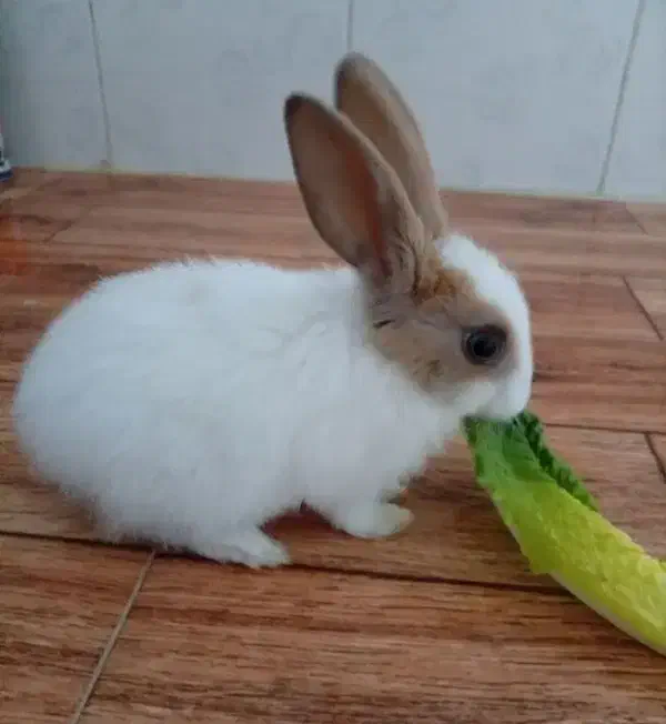 خرگوش|موش و خرگوش|جوانرود, |دیوار