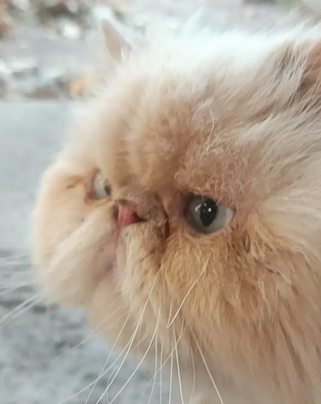 گربه ی پرشین|گربه|لواسان, |دیوار