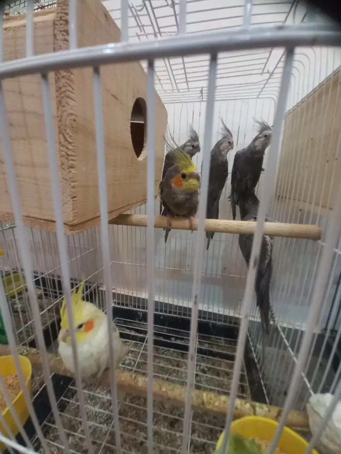 ۶عدد عروس هلندی جوان|پرنده|بندر انزلی, معلم|دیوار