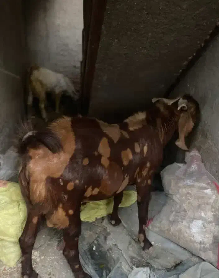 فروشی|حیوانات مزرعه|میناب, |دیوار