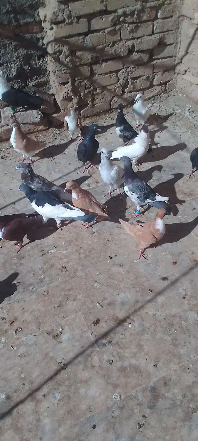 3عددیهودی|پرنده|جلگه ماژان, |دیوار