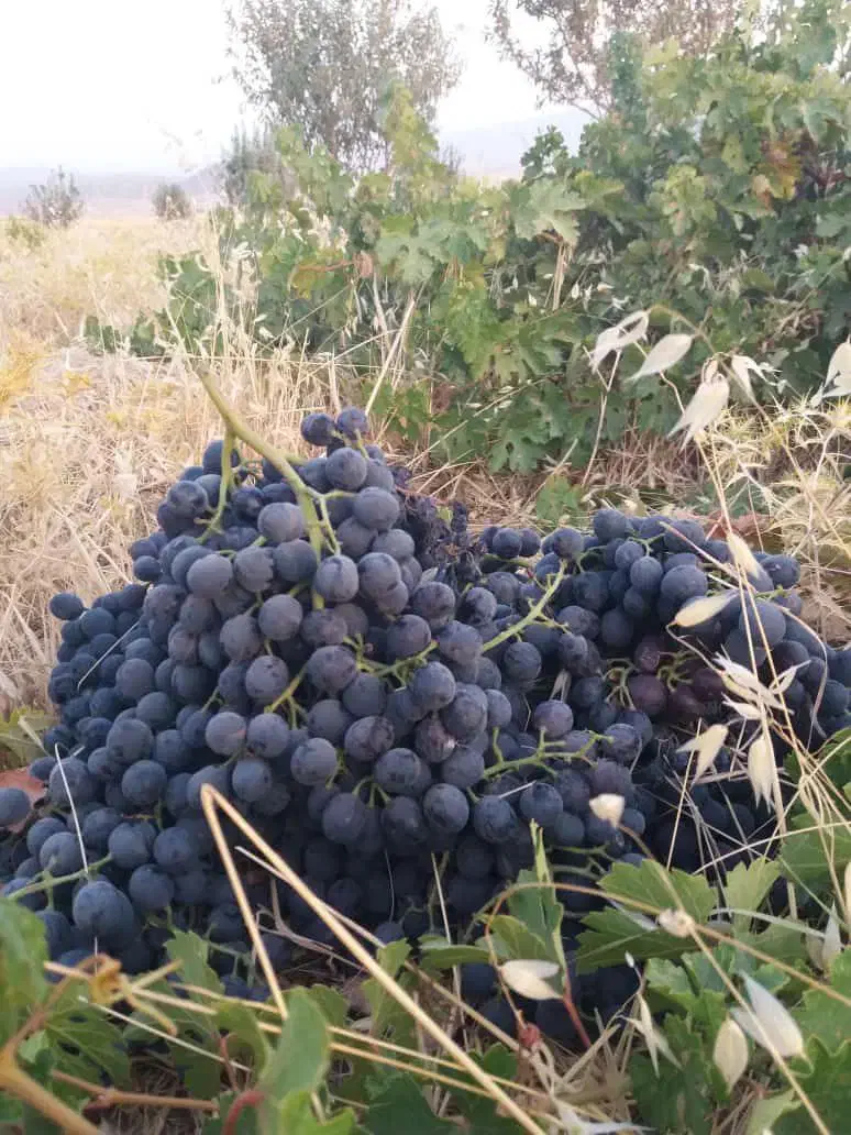 باغ سه هزار متری انگور و پسته|فروش دفتر صنعتی، کشاورزی، تجاری|ایوان, |دیوار