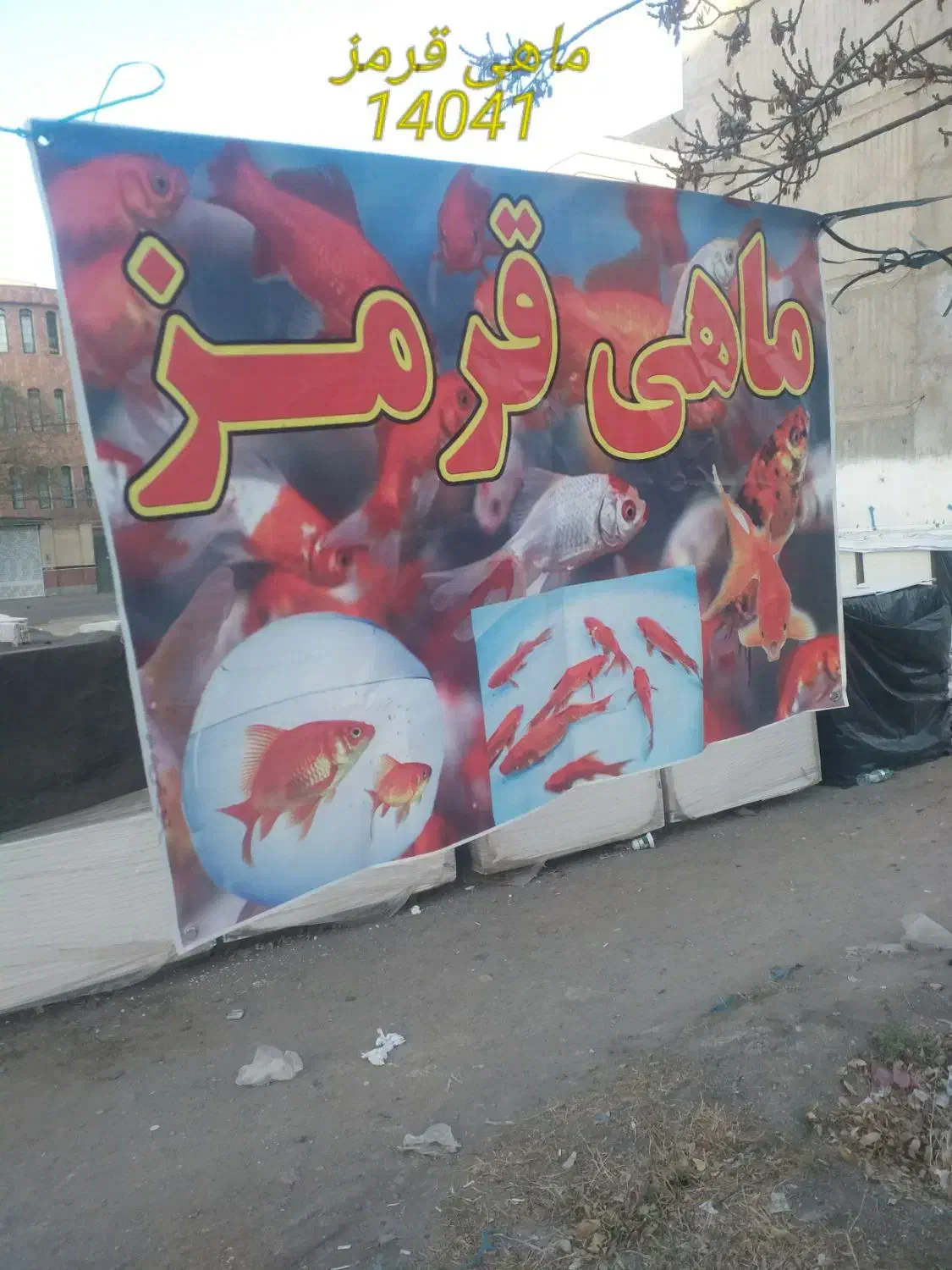 ماهی قرمز|ماهی|اردبیل, |دیوار