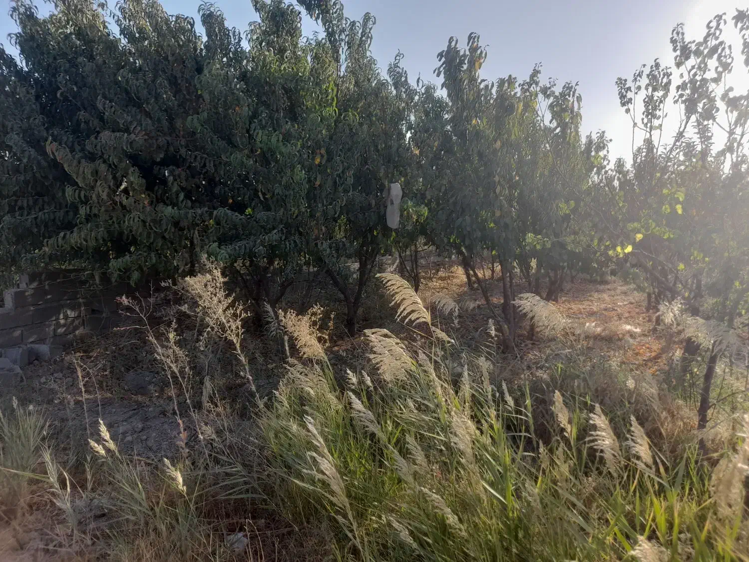 زمین باغی،۷۰۰متر،سند تک برگ،شهریار،دهشادبالا|فروش زمین و ملک کلنگی|شهریار, دهشاد بالا|دیوار