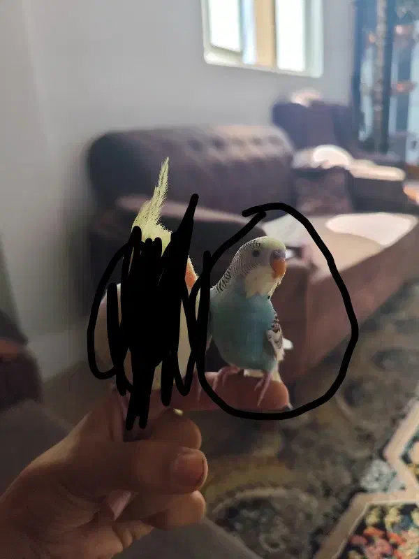 مرغ عشق نر دستی|پرنده|سیرجان, |دیوار