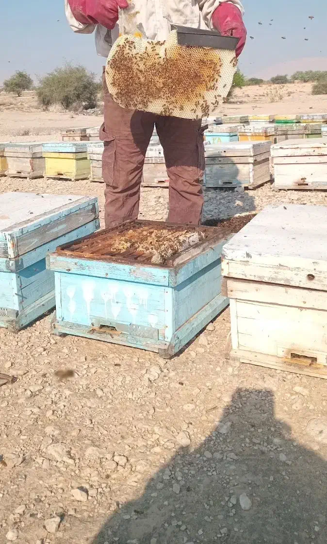 زنبورفروشی|حیوانات مزرعه|بهمن صغاد, |دیوار