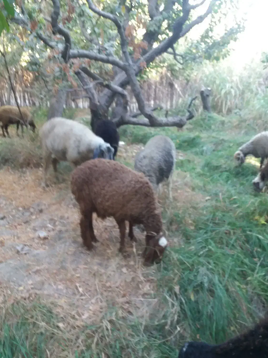 بره ریز دشتی.شهریار شهریار|حیوانات مزرعه|شهریار, رضی آباد بالا|دیوار