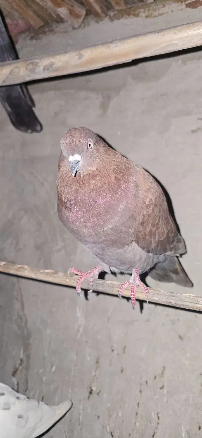 ایرانی پرشی|پرنده|میناب, |دیوار