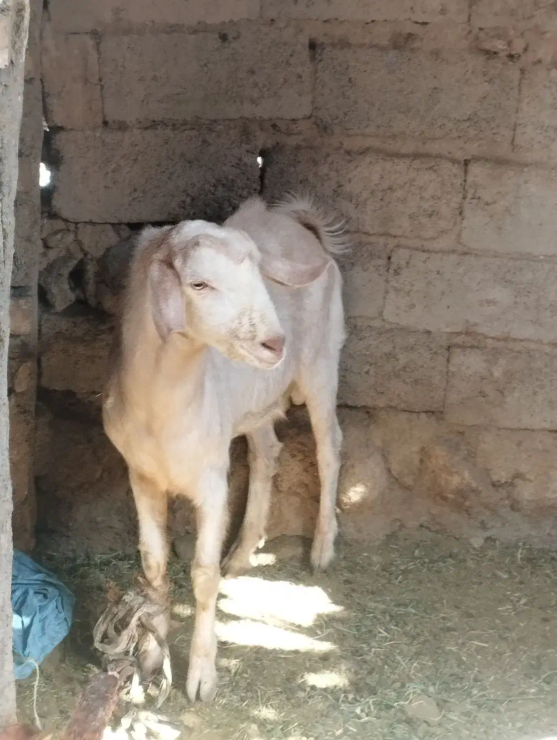 تروشک|حیوانات مزرعه|میرجاوه, |دیوار