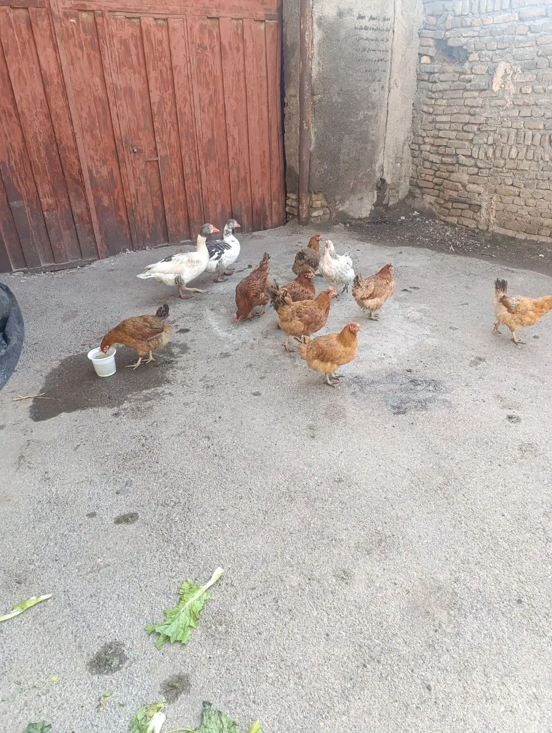 مرغ ارگانیک تخمی|حیوانات مزرعه|مشهد, چهنو|دیوار