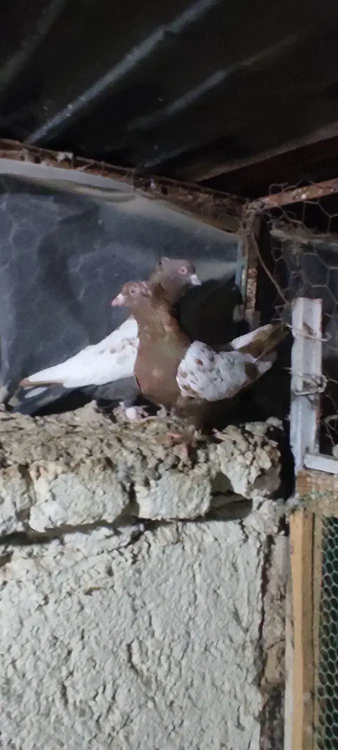 کبوتر رنگی|پرنده|بشاریات, |دیوار