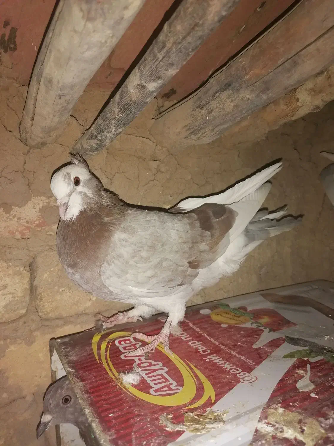 کبوتر زیبا|پرنده|ازنا, |دیوار