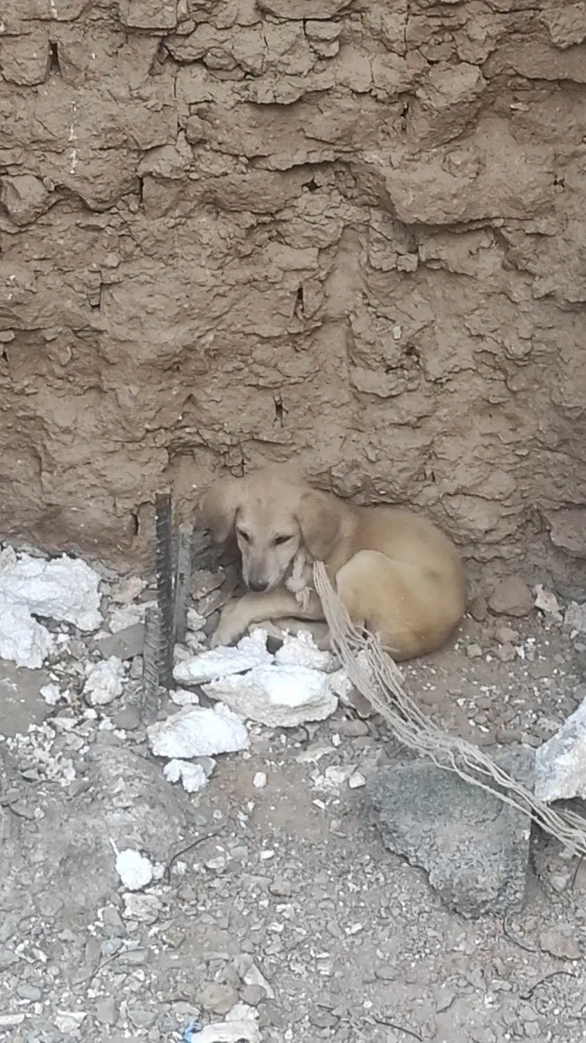 واگذاری سگ|سگ|زاهدان, |دیوار