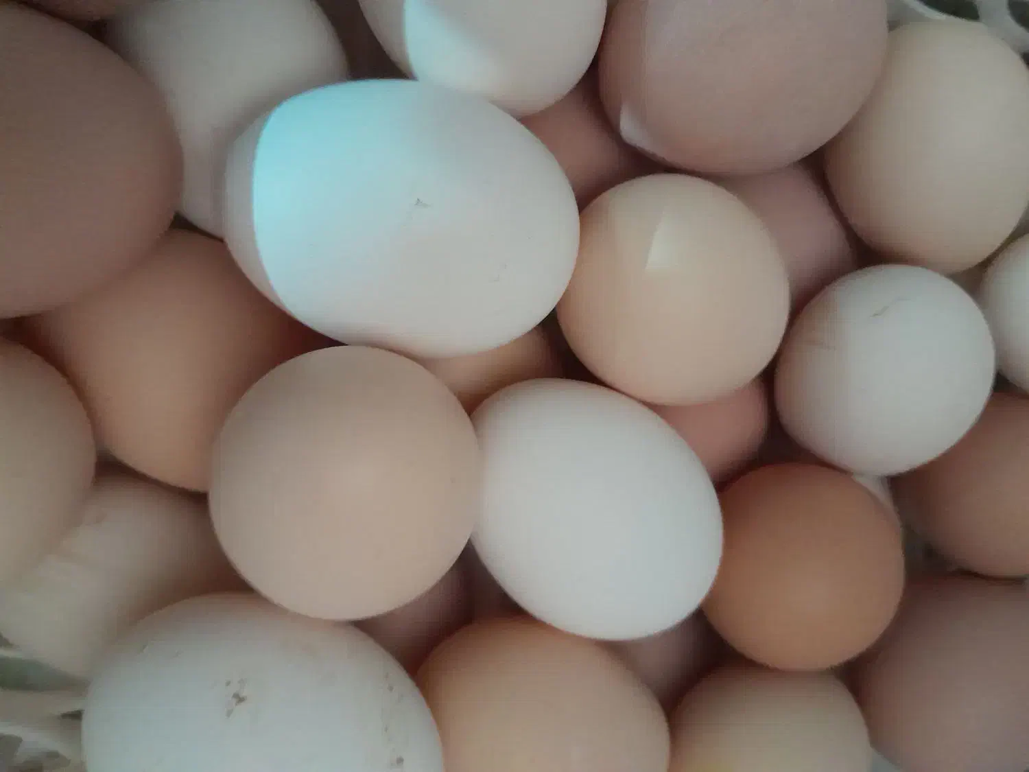 تخم مرغ نطفه دار|خوردنی و آشامیدنی|قم, فرهنگیان و شهربانی|دیوار