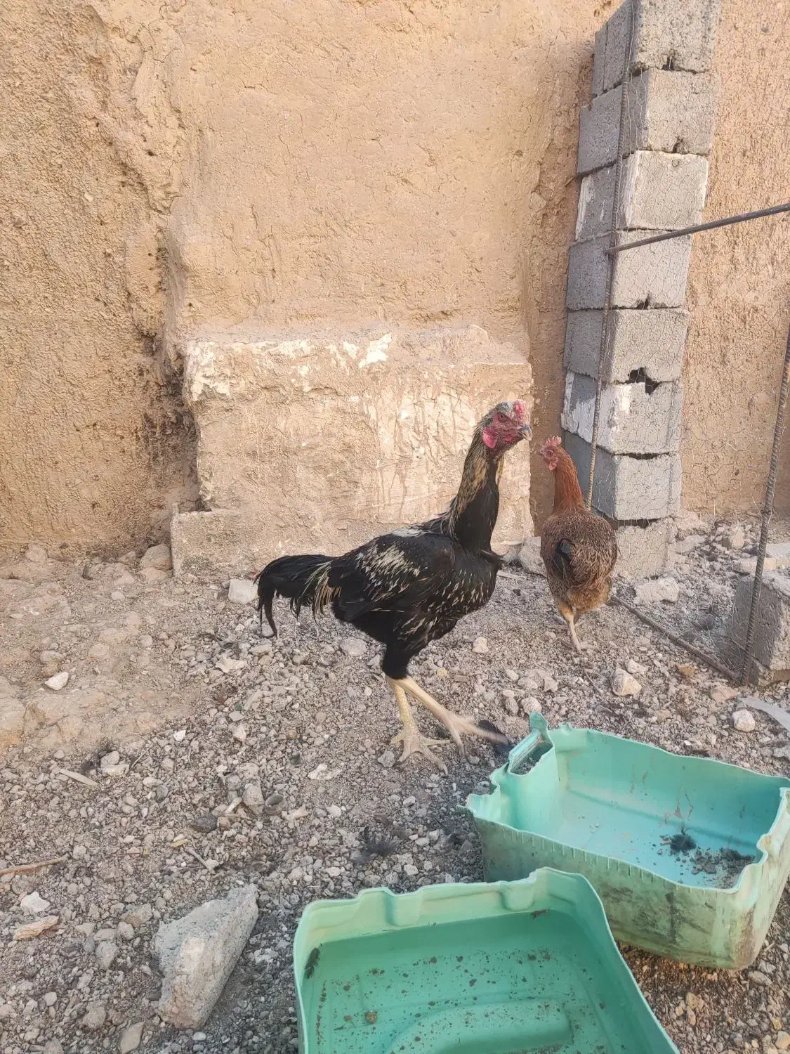 خروس لاری صابونی|حیوانات مزرعه|خواف, |دیوار