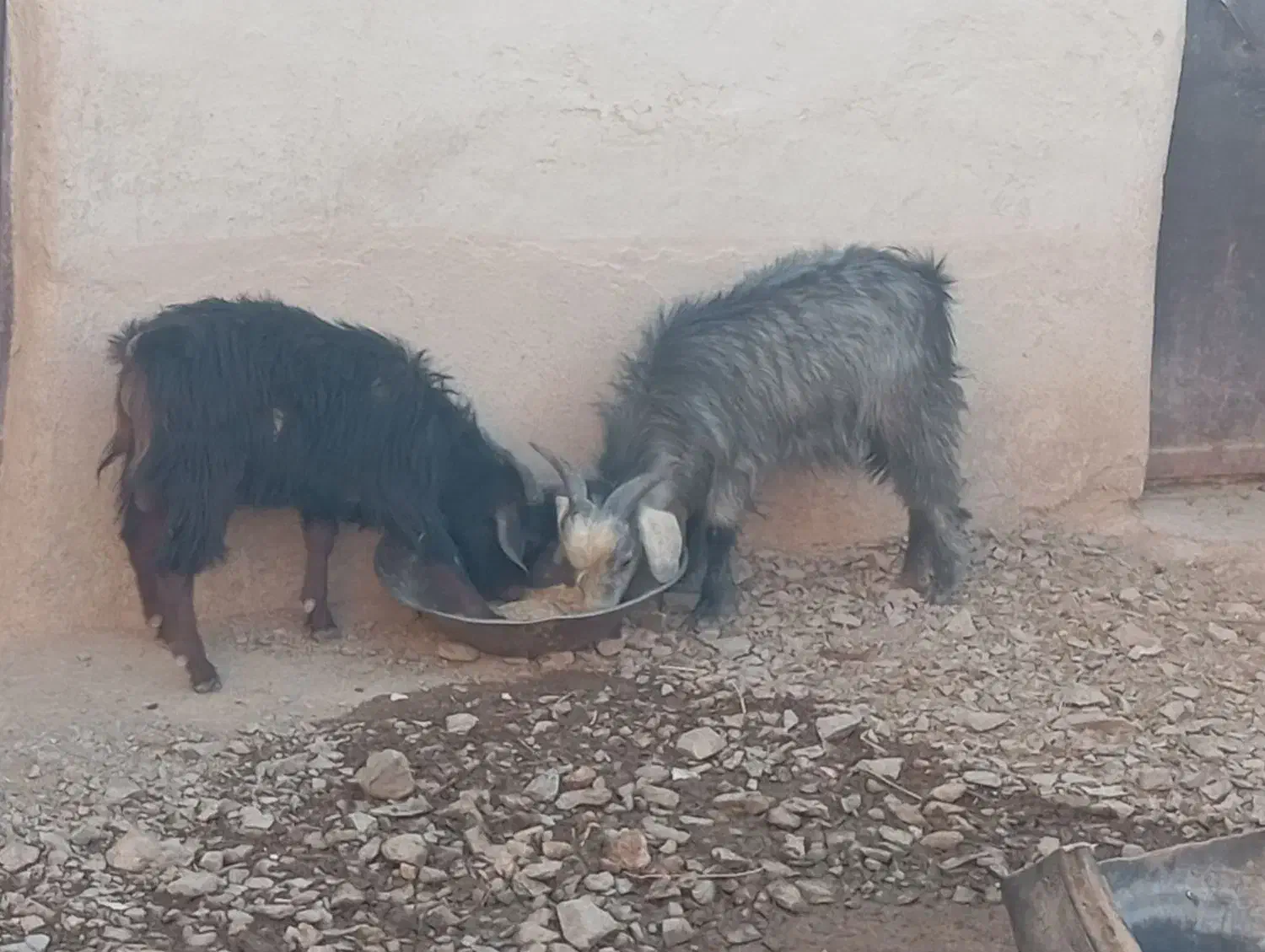 بزغاله نر|حیوانات مزرعه|لالجین, |دیوار